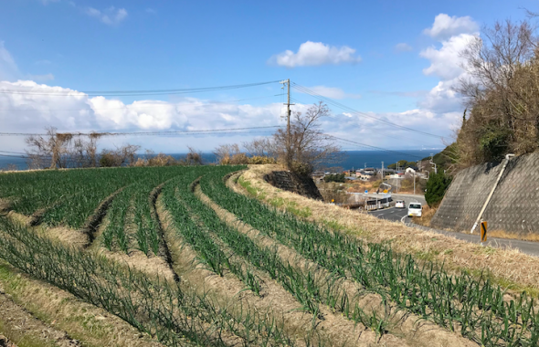 ８７歳の方が作るたまねぎ畑