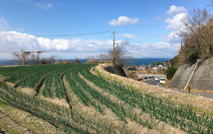 ８７歳の方が作るたまねぎ畑